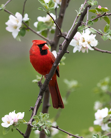 Cardinal in Spring