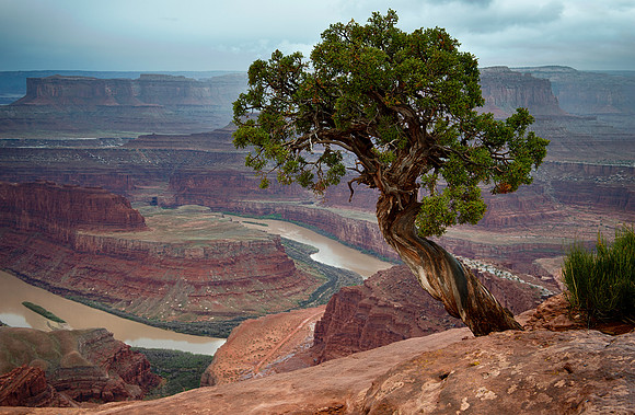 Canyon Sentinel