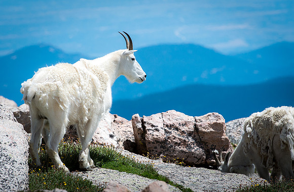 "The Lookout"