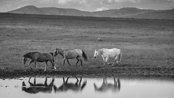 "Reflections of Summer"